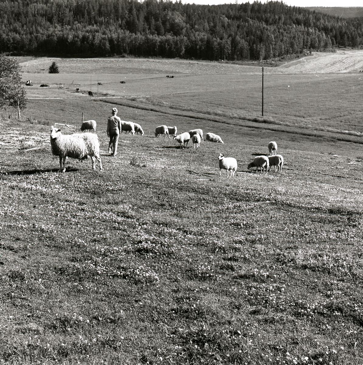 En kvinna tillsammans med några får på en åker i Älandsbro,  1974.