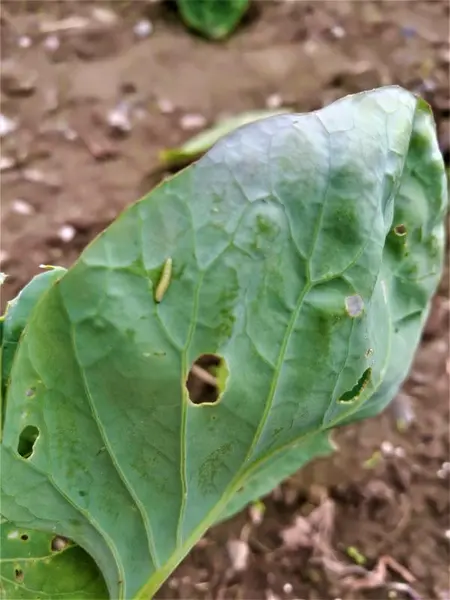 grønnsakdyrking larve på blader