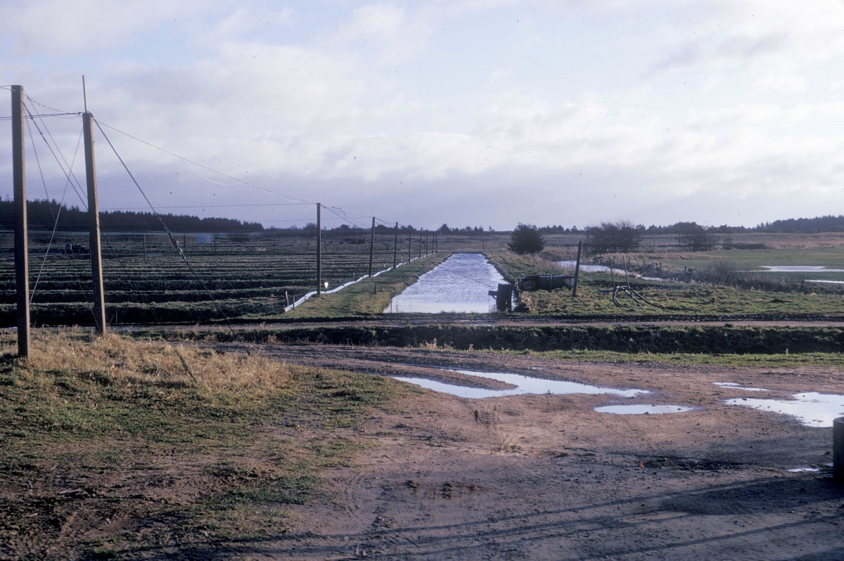Forsøgsdambruget i Brøns, Danmark, 1974 : I forgrunnen en gjørmete grusvei. I bakgrunnen, jorddammer. Dammene er dekt av fuglenett.