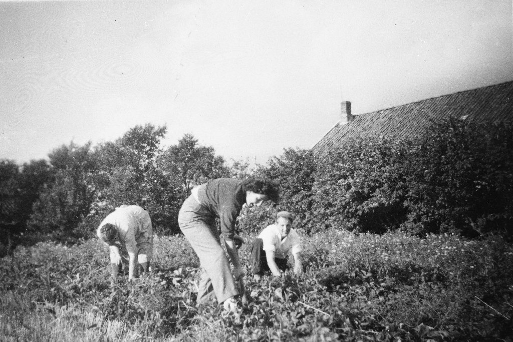 I jordbæråkeren på Løge ca 1950.