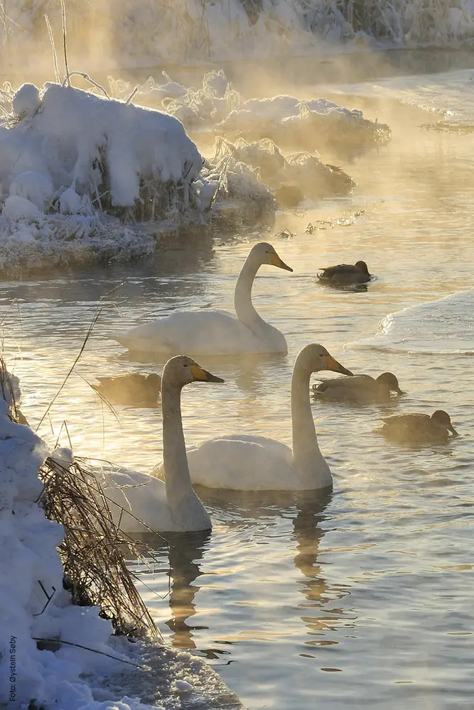 Foto av sangsvaner på vannet om vinteren