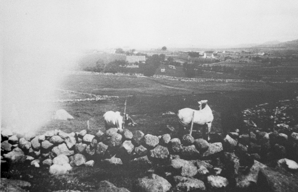 Rossalandsgardane fotografert frå Elisberget. Eigar av huset framme midt i biletet er Karl Johan Tunheim Greiestad (11.8.1852 - 7.2.1940).