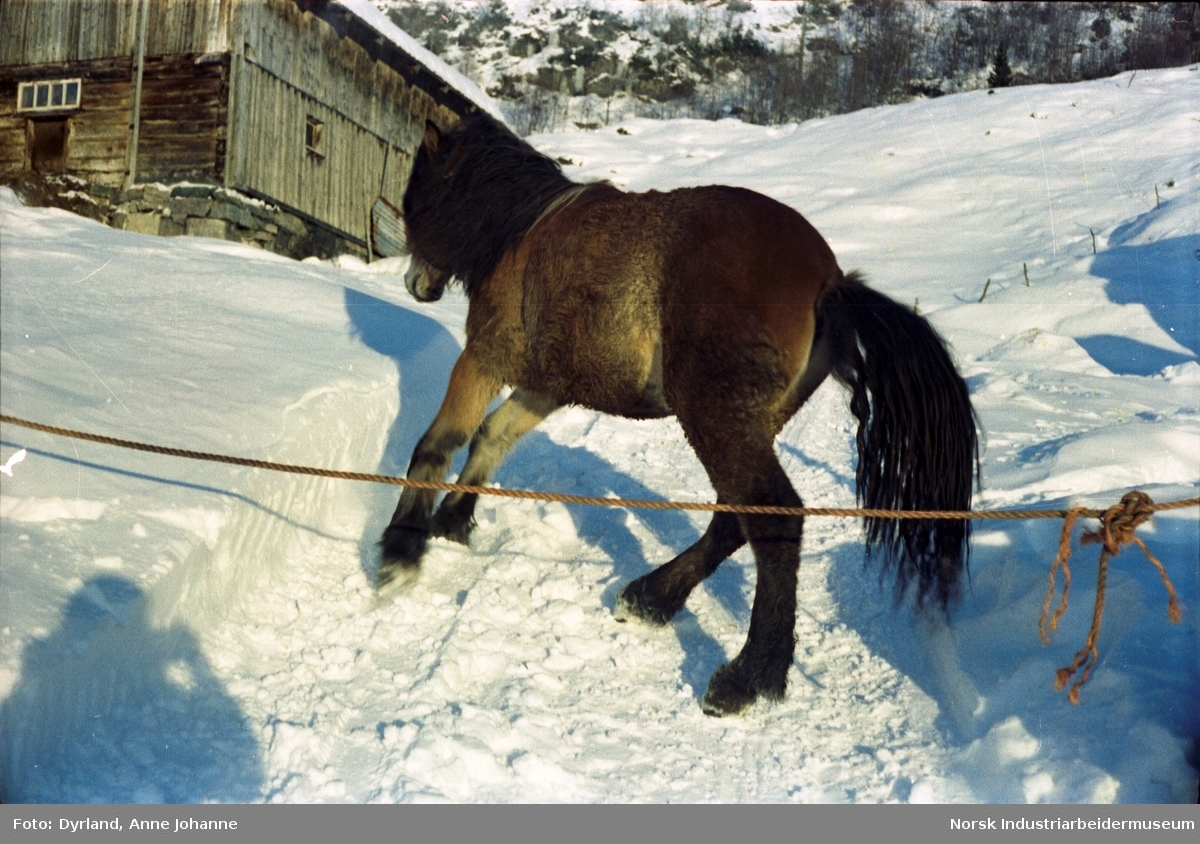 Hest i fart bak et tau i snøen foran låvebygning på Øverbø i Åmotsdal