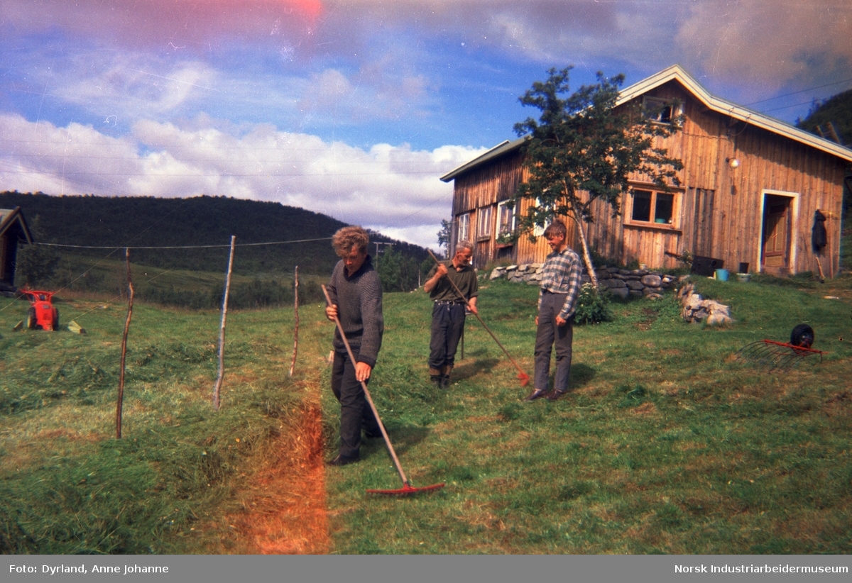 Arbeid på gården Øst-Førnes på Møsstrond. Johan, Olav og Olav Vågen med raker gjør klar til hesjing