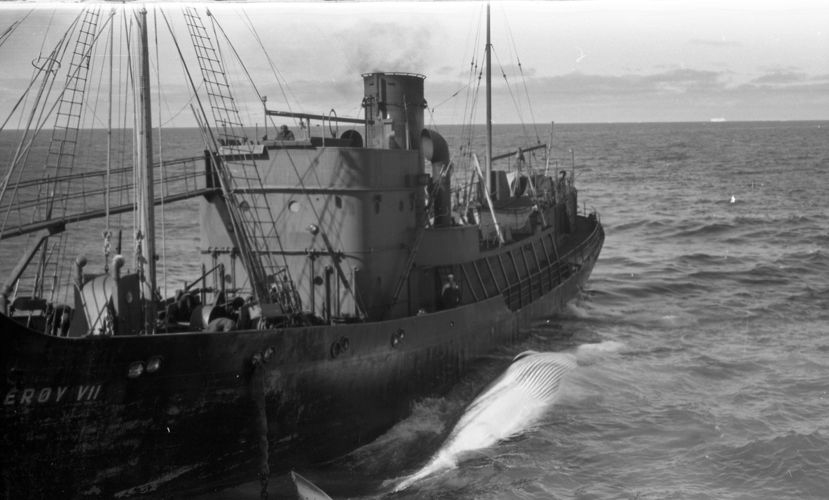 Suderøy VII leverer hval til kokeriet. Suderøy på fangstfeltet.