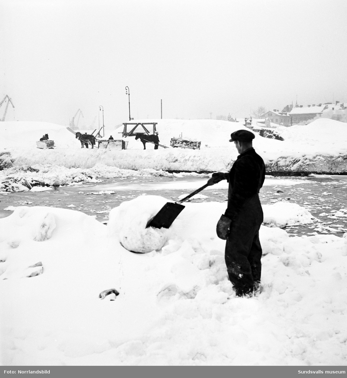 Snöröjning 1951. Hästar och lastbilar tippar sina snölass i Selångersåns mynning.