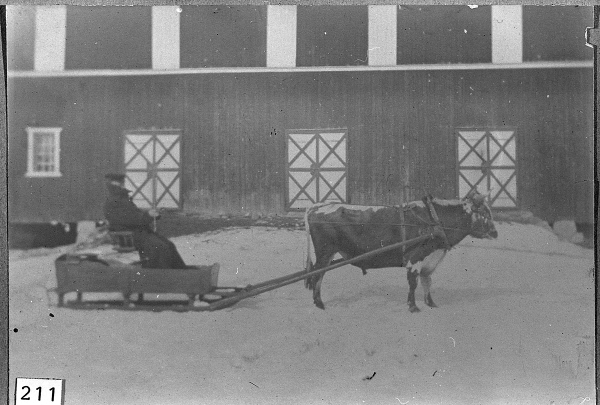 Oksekjøring med slede på Frøvoll, rundt 1920.
