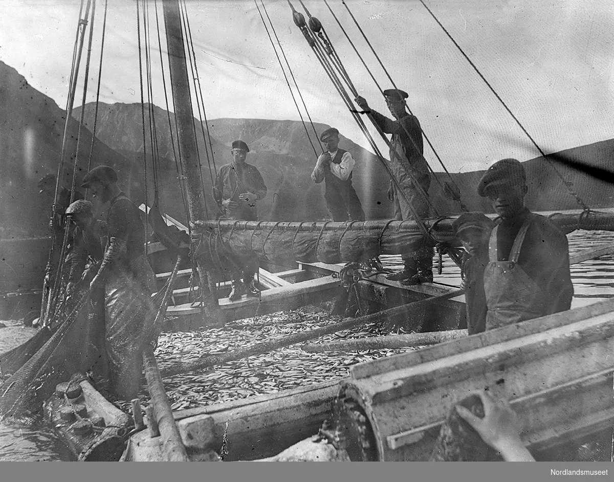 Sildefiske med not fra båt på en fjord. Kan være fra Korsnes. 8 menn ombord i en liten båt som er lastet med sild. 2 av mennene holder på å dra opp nota.
