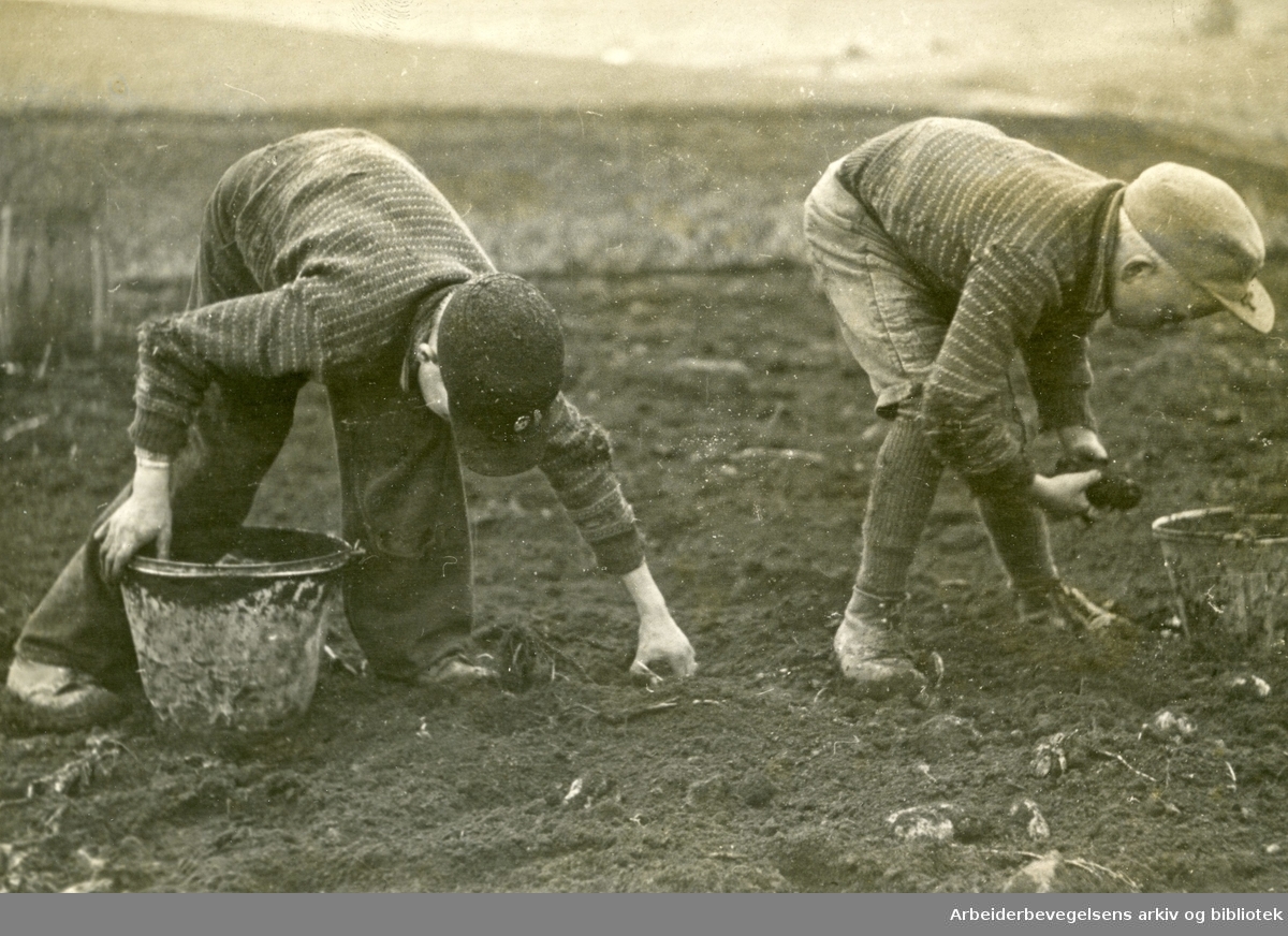 Plukking av poteter. Barnearbeid. 1930-tallet.