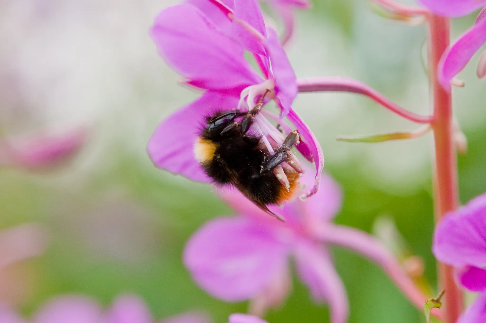 Foto: Arnstein Staverløkk/Norsk institutt for naturforskning (CC BY 3.0)