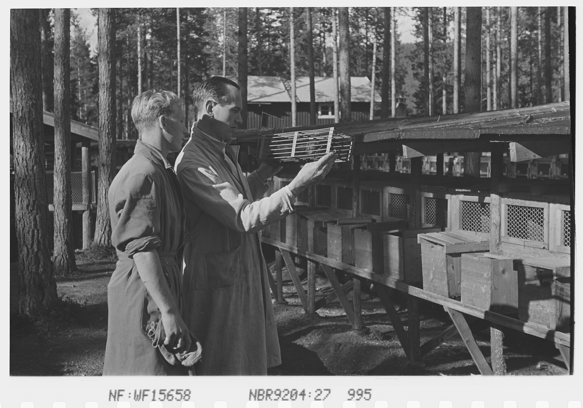 To menn med minkbur fra Jakhellns revegård. Fotografert 1942.