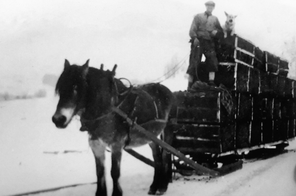 Johannes Rustad kjører torv med hest og slede under krigen. Schäferen Sylvi var som vanlig med når matfar skulle ut på noe. Dælin Østre, Ottestad, Stange.