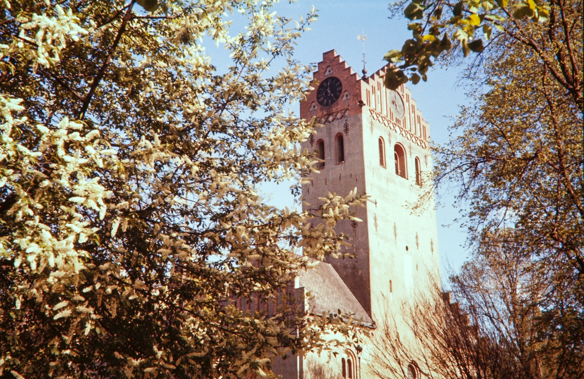 Växjö domkyrkotorn 1956, med blommande hägg i förgrunden.