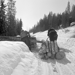 Tømmerkjøring i Jordet i Trysil, vinteren 1970. Fotografiet 