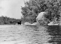 USA. Nord-Dakota? Elg i vannkanten.