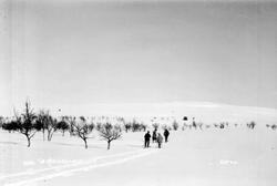 Øksendalen. Fire personer på ski mot Øksendalskampen. Bjørke