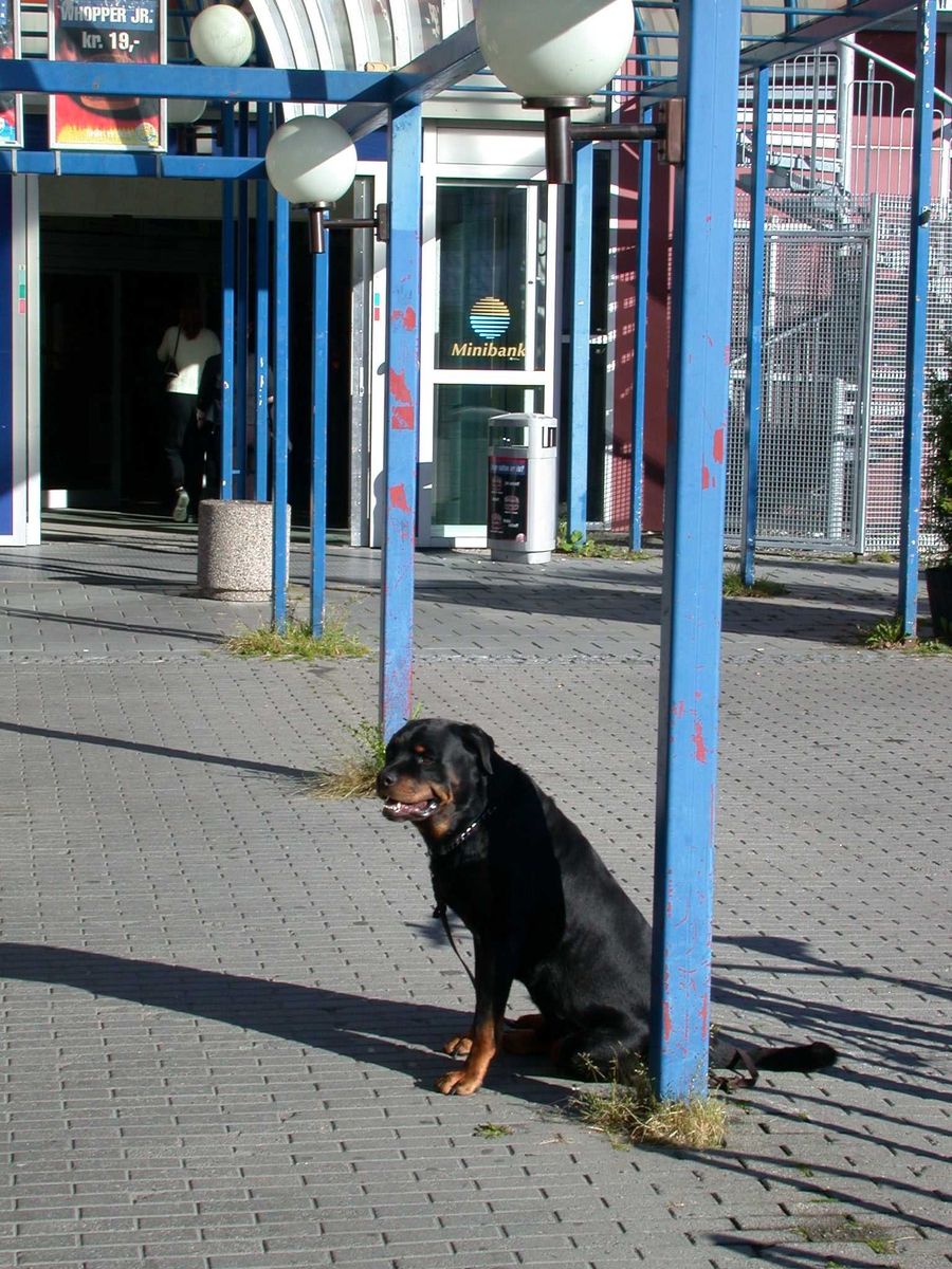 Hund blir hentet av sin eier etter å ha ventet utenfor kiosken bak Metro. Formiddag
Fotovinkel: N