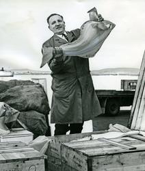 Einar Engebretsen, fiskeoppkjøper fra Drammen. .Oslo Fiskeha