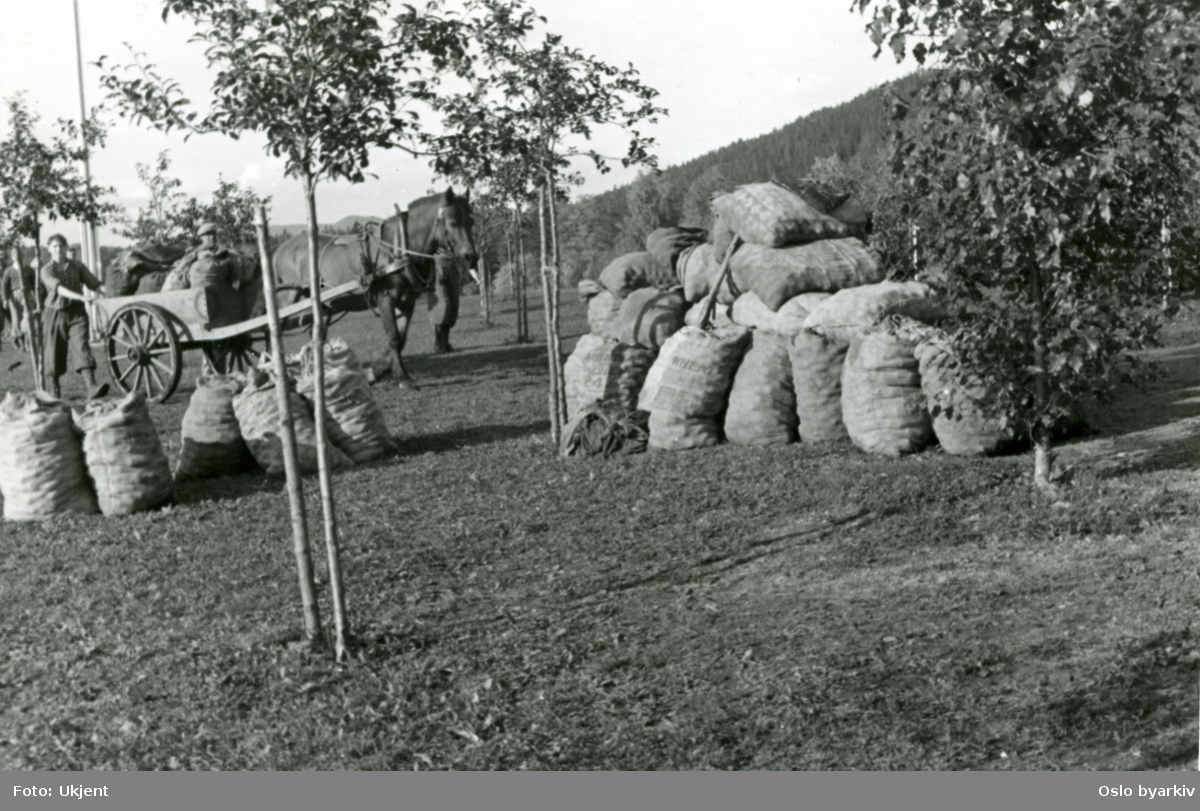 Fylte potetsekker fraktes bort i hestekjerre under krigen. Muligens fra Bogstad.