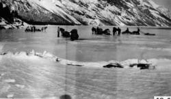 Transport av poteter over isen på Eikesdalsvatnet. Bildet er