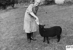 Ingeborg Øien flasker kopplammet. Ingeborg er født 1894 i Øi