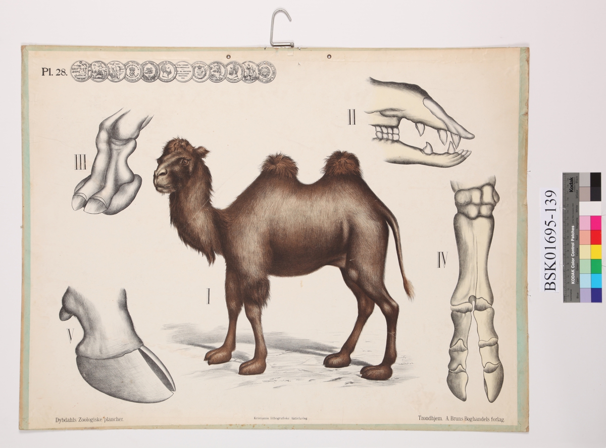 Kamel, hover og kranium