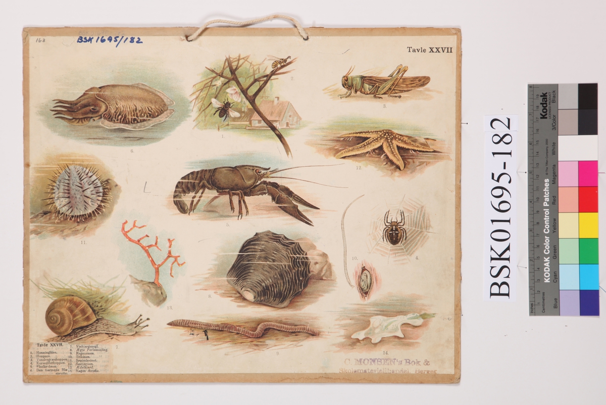 Tosidig skoleplansje. Tavle XXVI har belder av ulike sommerfugler og insekter. Tavle XXVII har bilder av ulike insekter, snegler og sjødyr.
