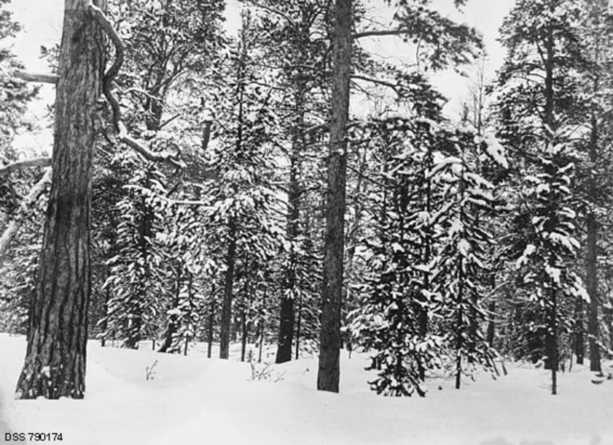 Furubestand i Goskama-skogen ved Eibyelva i Alta i Finnmark.  Fotografiet ble tatt vinteren 1927, året før den statlige skogforvaltningen bestemte at et 25 hektar stort skogområde på dette stedet skulle fredes for skogbruksaktiviteter.  Dette var - for sin tid - en spesiell vernesak, i og med at det meste som ble fredet på denne tida var enkelttrær, som skilte seg fra de omkringstående i kraft av sin form eller størrelse.  Om dette bestandet skrev statens skogforvalter i området:  «Der forekommer ikke nogen særlig store dimensjoner.  Heller ikke har jeg påtruffet nogen særlig merkelige trær.  Skogen må nærmest betegnes som gjennemsnittsskog.»  Her var det altså en vanlig skog, typisk for denne regionen, med furu og bjørk som dominerende arter, som skulle skjermes for menneskelige inngrep.  Vedtaket som ble gjort i 1928 var for øvrig produkt av en gammel idé, som den statlige skogforvaltningen i området hadde innvidd lokalbefolkningen i alt omkring 1910.  Verneområdet gikk følgelig allerede under navnet «Nasjonalparken».