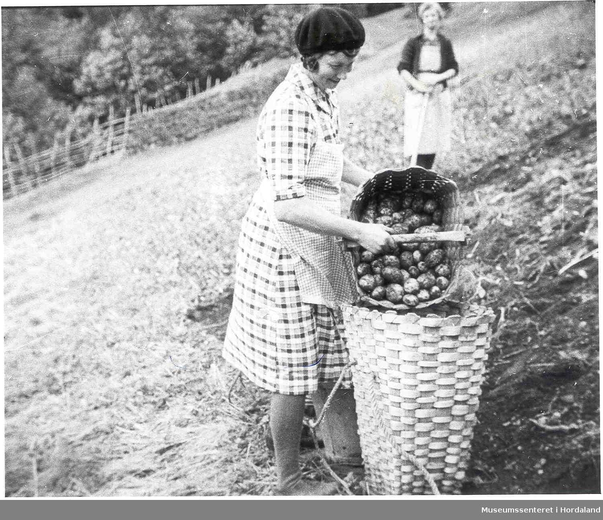 Havrå.To kvinner som tek opp poteter. Kipe. Brattbakke. Trehesjer med potetgras i bakgrunnen. Potetåker. Korg med poteter i. 