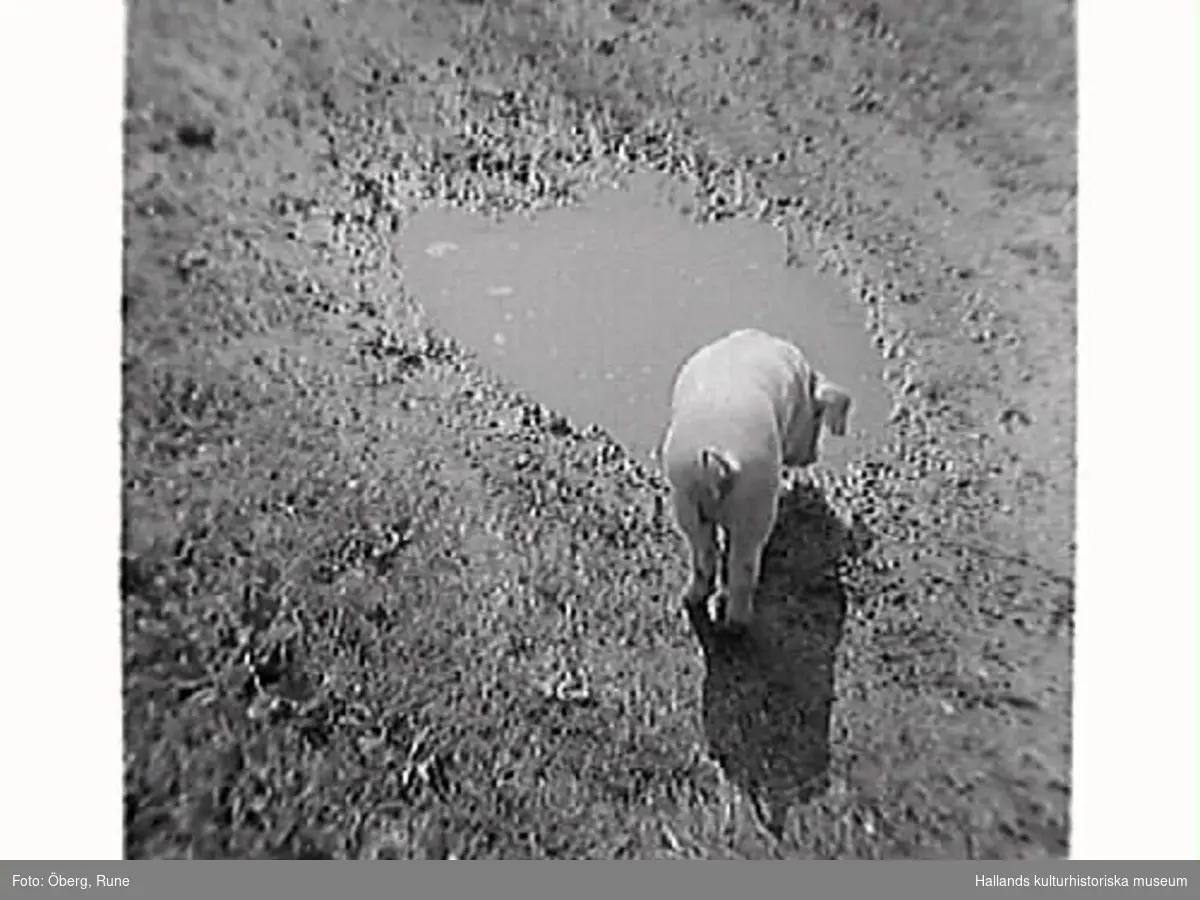 Bild 1 (H1948_20): En hjord grisar vid en vattenpöl. Bild 2 (H1948_21): En gris vid vattenpölen.