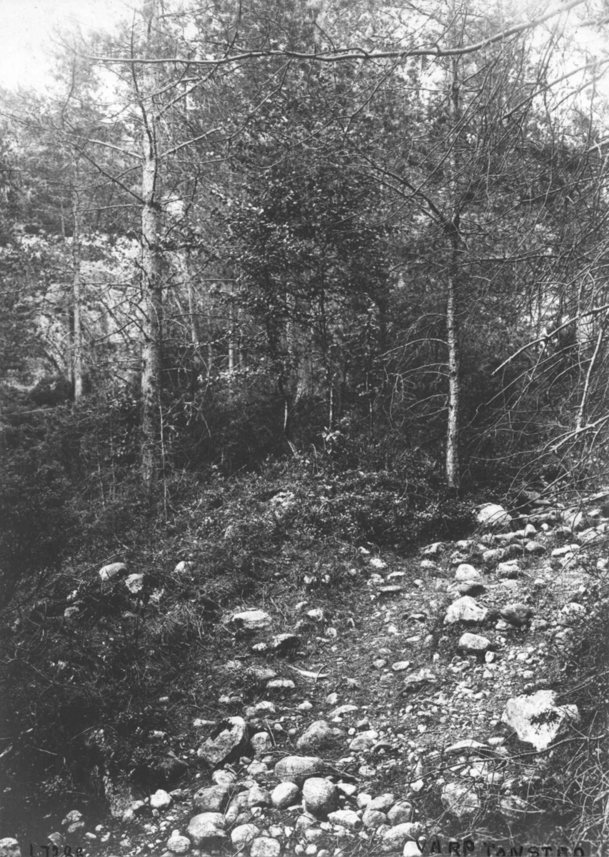 Steinvarpet i"Varpebakkjen"ved den gamle Dalevegen i Sirdal. Fotografet av konservator Gisle Midttun.