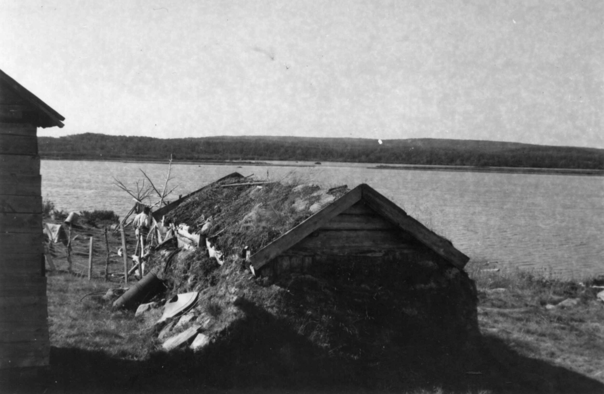 Fjøs ved Gieddeluobbal, 1950.