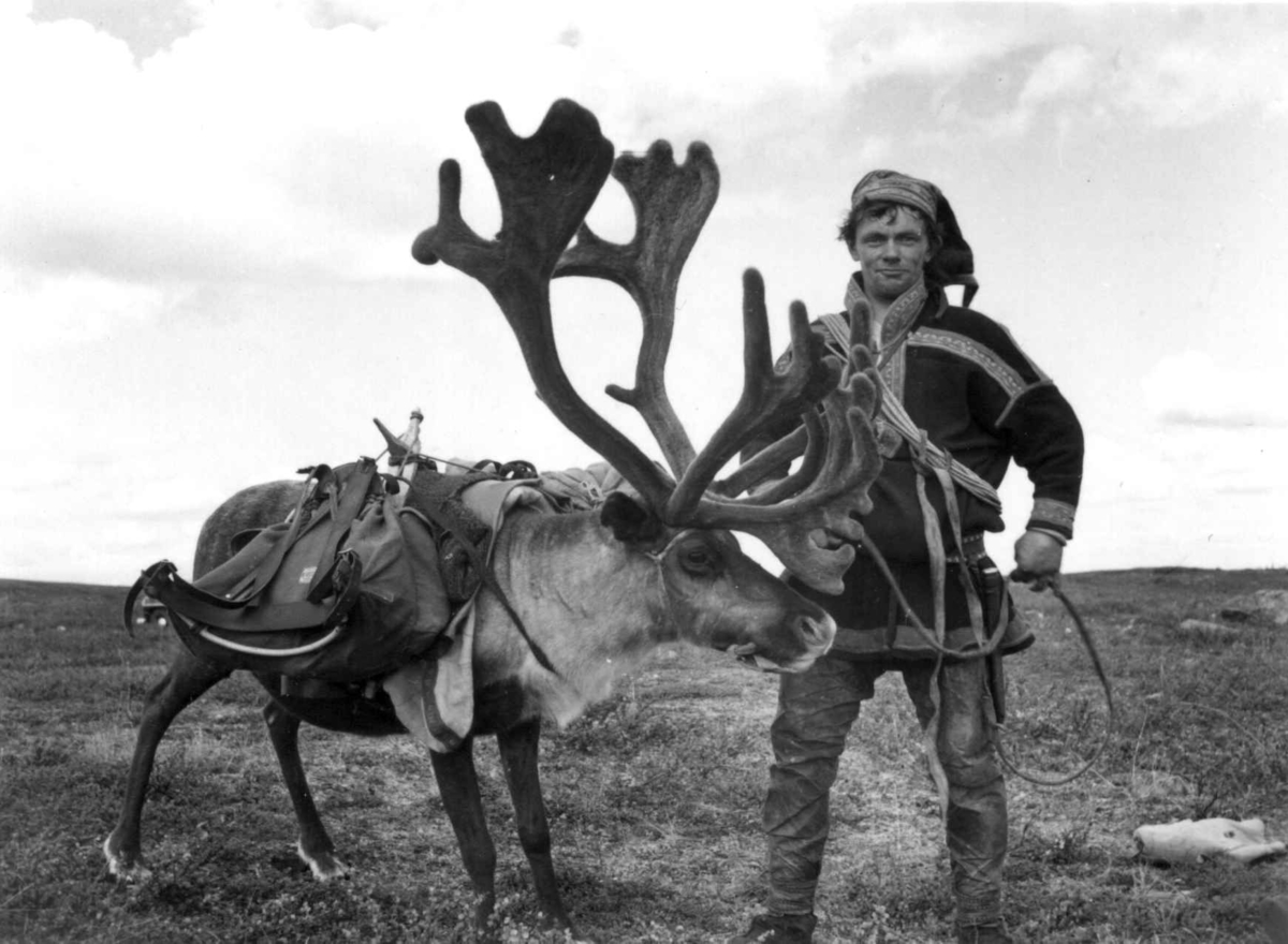 Nils Eira legger kløvbør på et reinsdyr. Finnmarksvidda 1956.
