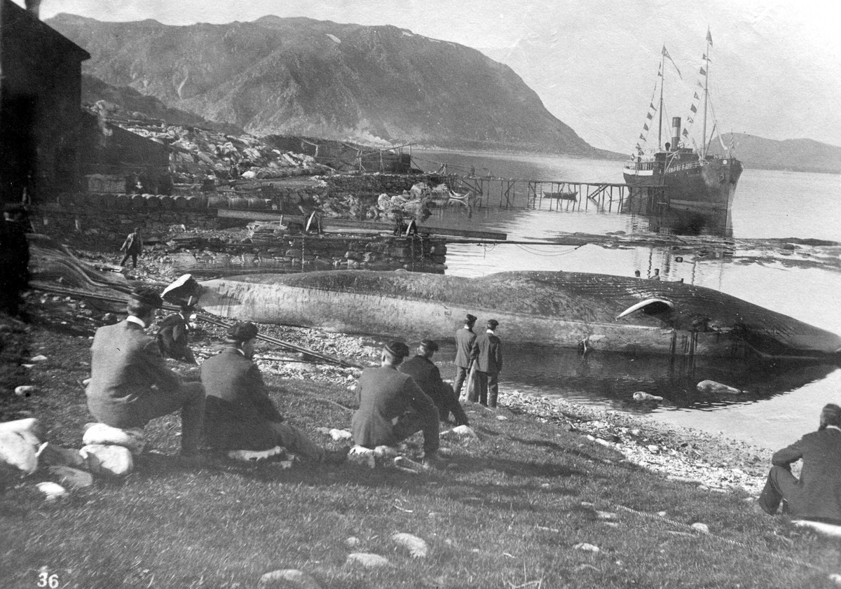 "Ingebriktsens hvalstasjon, Rolfsø." Fjell, sund, brygge med dampskip og robåt. Død hval. Studenter.