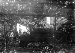 Fra Madeira (ant.), takparti av hvitt hus sett gjennom bladv