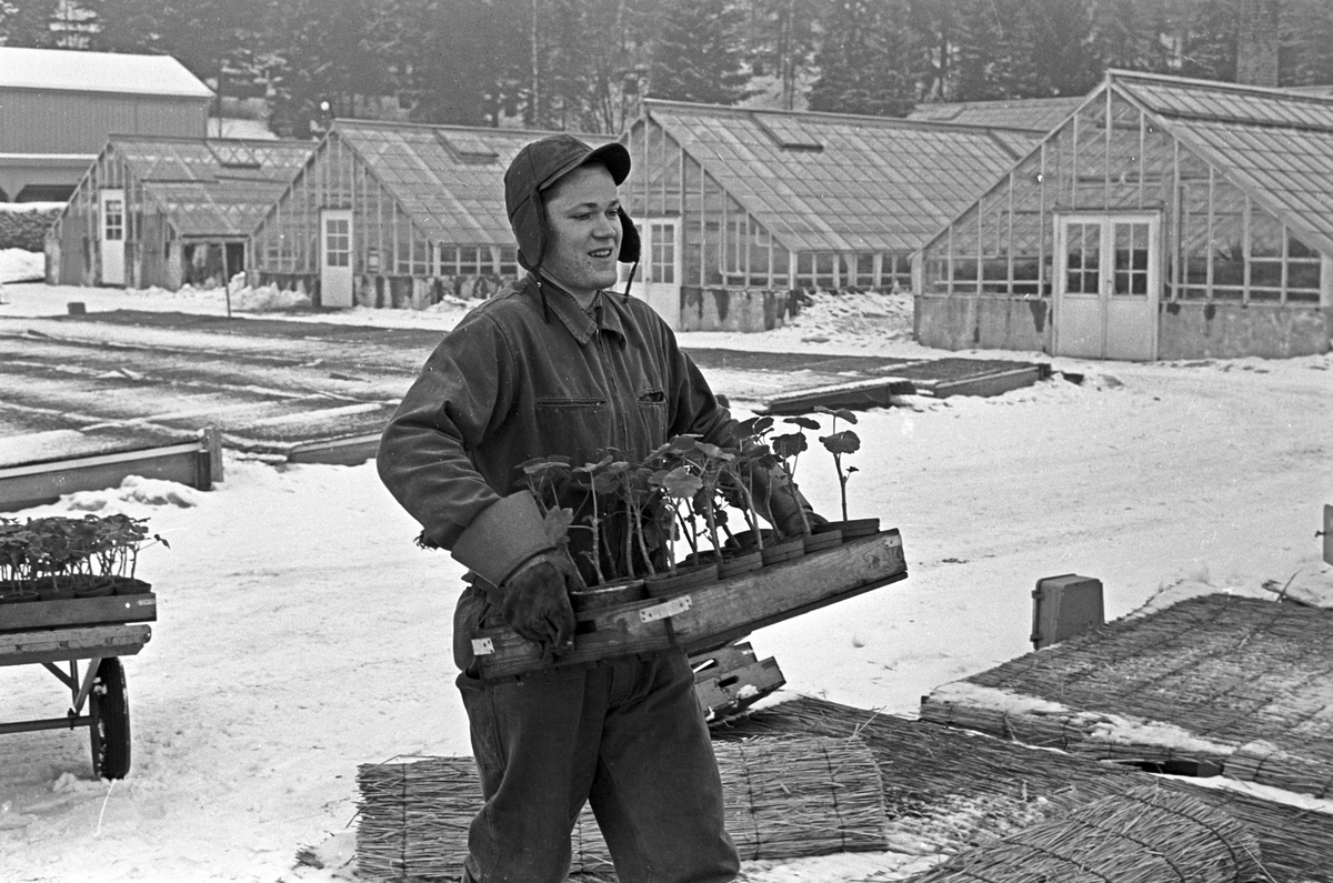 Serie. Vårarbeide på Parkvesentes gartnerier på Sogn, Oslo. Fotografert 9. mars 1963.