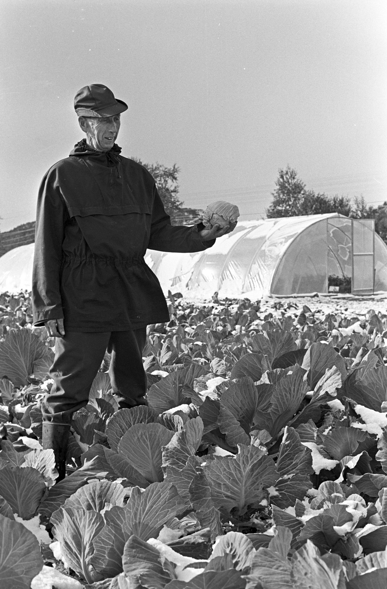 Serie. Uår i jordbruket i Tana, Finnmark. Fotografert sept. 1968.