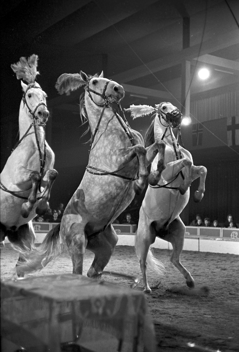 Serie. Cirkus Berny har forestilling i Messehallen på Sjølyst, Oslo. Fotografert januar 1963.