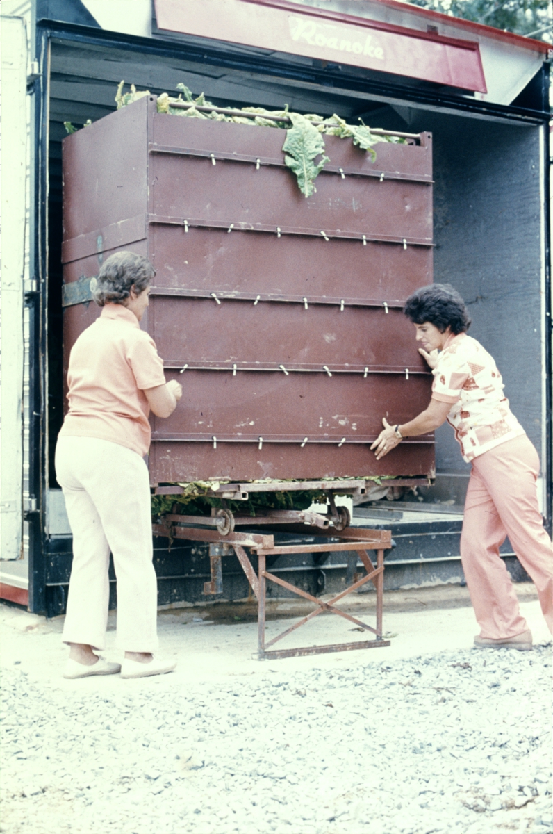 Tørking av tobakksplanter. Produksjon av Lys Virginia pipetobakk ved tobakksplantasje. Foto fra bildeserie brukt i forbindelse med Tiedemanns Tobaksfabriks interne tobakkskurs i 1983.