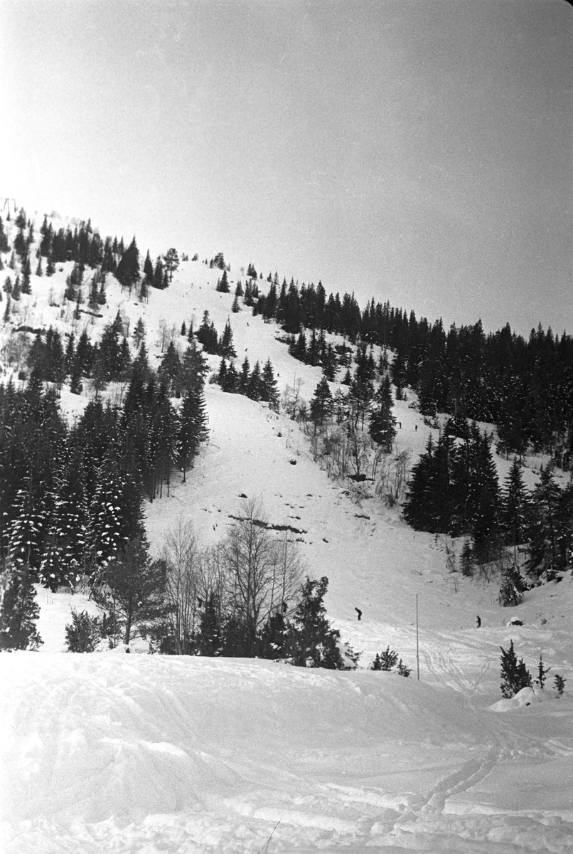 Alpinløypa på Voss. Holmenkollrennene på Voss 1952. Fotograf Dagbladet