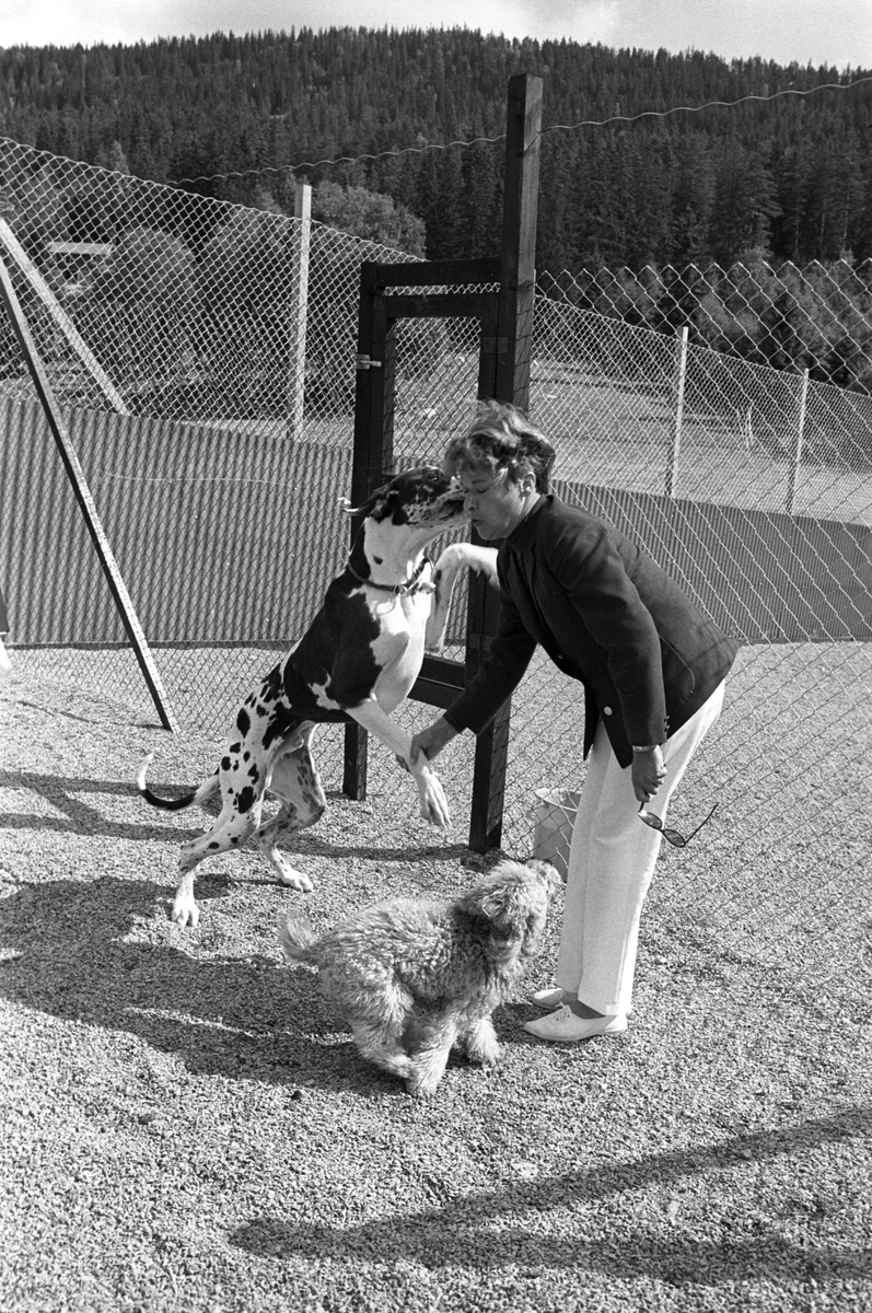 Dame i lek med en dalmatinerhund og en puddel i luftegård på Standal Hundepensjonat i Hakadal, 10. august 1968.