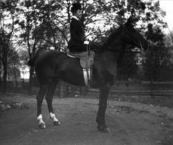 Portrett, rytterske på hest med kupert hale.