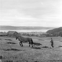Gjøvik, 1953. Mann og hest på jorde. Utsikt.