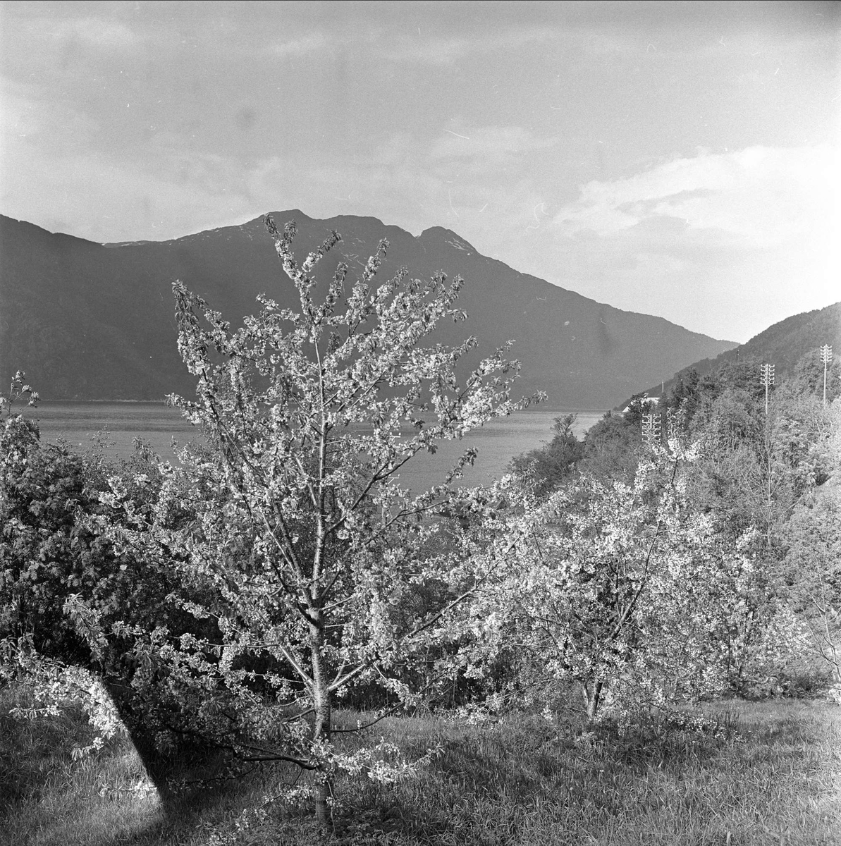 Sørfjorden i Hardanger, Hordaland, mai 1963. Trær og landskap.