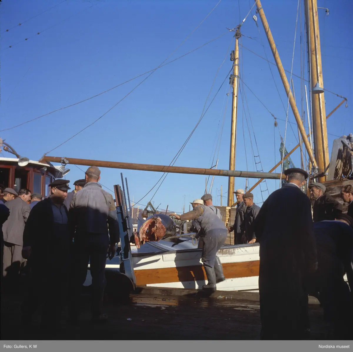 Göteborg. Fiskhamnen. Fisk lastas på truckgafflar.