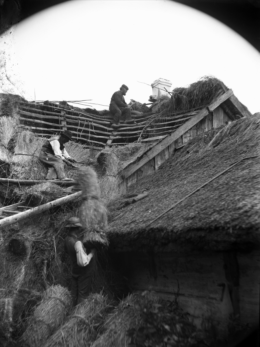 Tre män arbetar med halmtäckning av tak. Troligen Halland