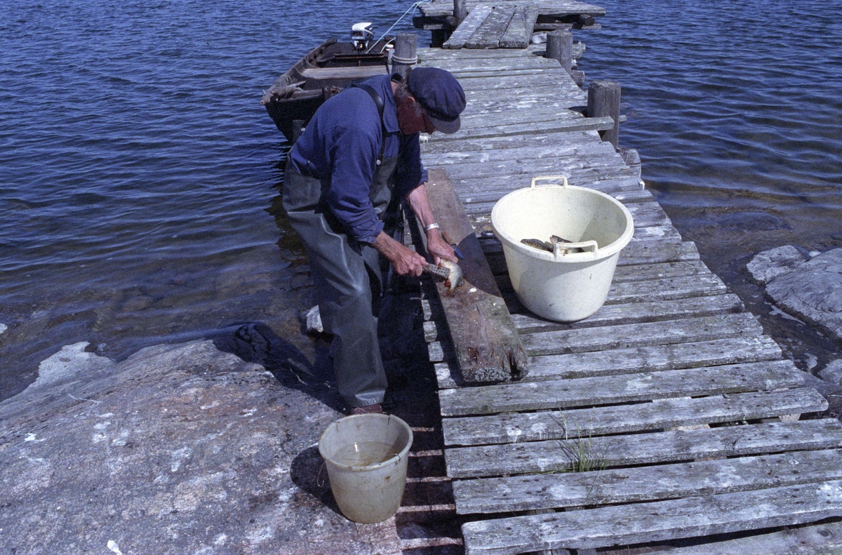 Bondefiskaren Oscar Andersson rensar fisk på brygga vid Fluttuskären, Gräsö soken, Uppland 1992