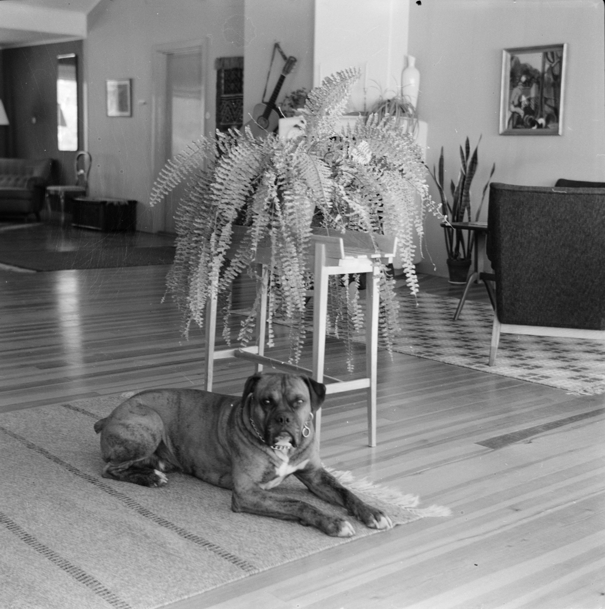 Fotograf Gunnar Sundgrens hund Klumpen, Fagerudds Semesterhem, Fagerudd, Uppland 1961