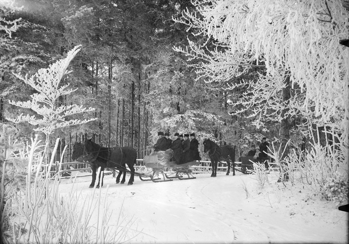 Skogsparti med slädspann, Skalunda, Västergötland 1907
