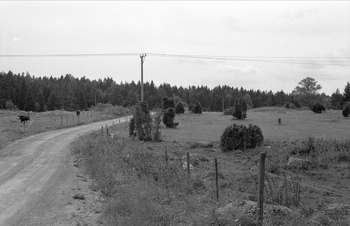 Betesmarker, Klinta, Börje socken, Uppland 1983